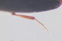 Hylis cariniceps