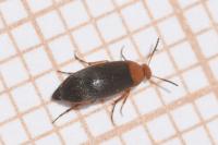 Anaspis thoracica
