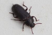 Tenebrio molitor