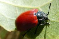 Chrysomela populi