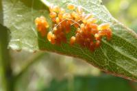Chrysomela populi