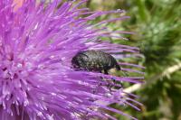 Larinus turbinatus