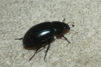 Hydrochara caraboides