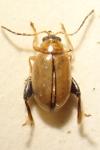 Longitarsus melanocephalus