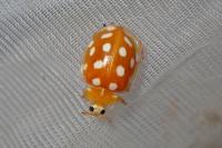 Halyzia sedecimguttata