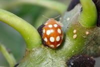 Vibidia duodecimguttata