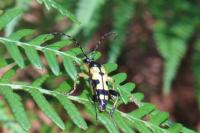Rutpela maculata