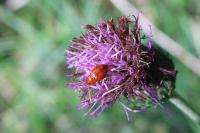 Neocrepidodera