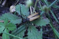 Stictoleptura rubra