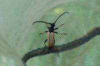 Stictoleptura rubra