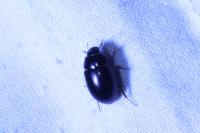 Limnoxenus niger