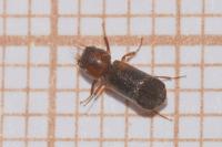 Scobicia chevrieri