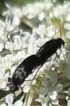 Mordella aculeata