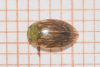 Laccophilus hyalinus