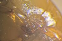 Laccophilus hyalinus