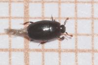 Paromalus flavicornis
