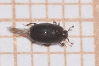 Paromalus flavicornis