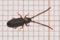 Uleiota planatus