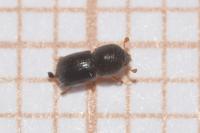 Xylosandrus germanus
