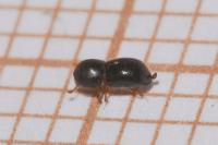 Xylosandrus germanus