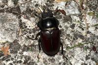 Lucanus cervus