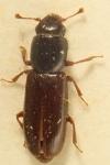 Rhizophagus fenestralis