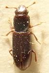 Rhizophagus fenestralis