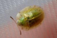 Cassida margaritacea