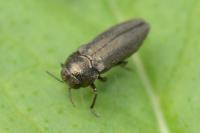 Coraebus elatus