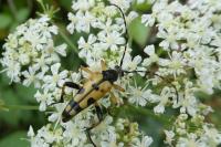 Rutpela maculata