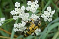 Rutpela maculata