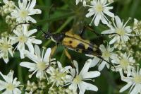 Rutpela maculata