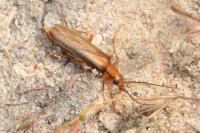 Nacerdes carniolica