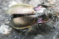 Carabus nemoralis
