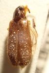 Mycetochara maura