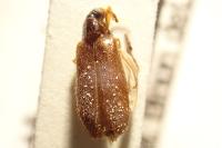 Mycetochara maura