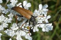 Stictoleptura rubra