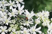 Anogcodes seladonius
