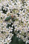 Anogcodes seladonius