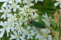 Anogcodes seladonius