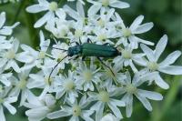 Anogcodes seladonius