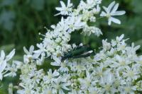 Anogcodes seladonius