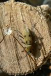 Chlorophorus glabromaculatus