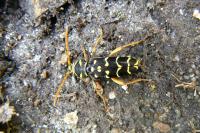 Plagionotus arcuatus