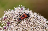 Stictoleptura cordigera