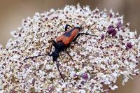 Stictoleptura cordigera