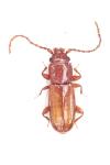Placonotus testaceus