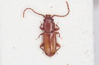 Placonotus testaceus
