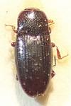 Cerylon histeroides