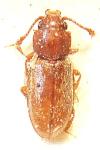 Ahasverus advena